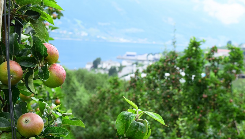 Hardanger - Bergen